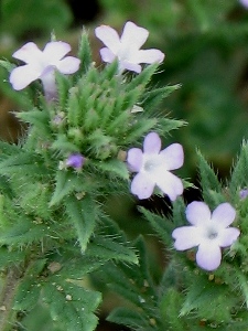 Verbena bracteata